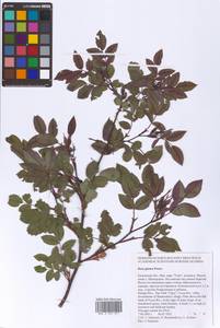 Rosa glauca Pourr., Eastern Europe, Central region (E4) (Russia)