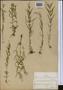 Epilobium palustre L., Middle Asia, Muyunkumy, Balkhash & Betpak-Dala (M9) (Kazakhstan)
