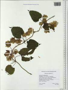 Humulus lupulus L., Western Europe (EUR) (Germany)