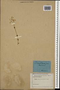 Cerastium semidecandrum L., Caucasus (no precise locality) (K0)