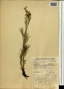 Filifolium sibiricum (L.) Kitam., Mongolia (MONG) (Mongolia)