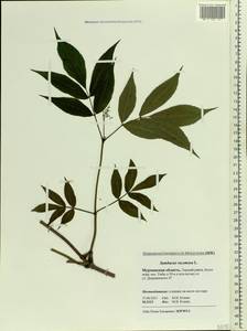 Sambucus racemosa L., Eastern Europe, Northern region (E1) (Russia)