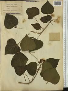 Hedera helix f. poetarum (Nicotra) Mc All. & A. Rutherf., Western Europe (EUR) (Italy)