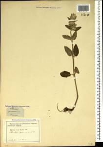 Stachys germanica L., Crimea (KRYM) (Russia)