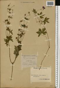 Geranium palustre L., Eastern Europe, Central forest region (E5) (Russia)