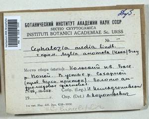Mylia anomala (Hook.) Gray, Bryophytes, Bryophytes - Karelia, Leningrad & Murmansk Oblasts (B4) (Russia)