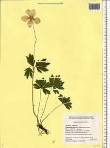Anemone sylvestris, Eastern Europe, Central forest-and-steppe region (E6) (Russia)