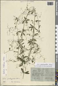 Galium triflorum Michx., Siberia, Russian Far East (S6) (Russia)