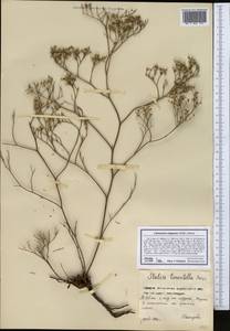 Limonium caspium (Willd.) Gams, Middle Asia, Northern & Central Kazakhstan (M10) (Kazakhstan)