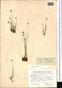 Juncus persicus subsp. libanoticus (Thiébaut) Novikov & Snogerup, Mongolia (MONG) (Mongolia)