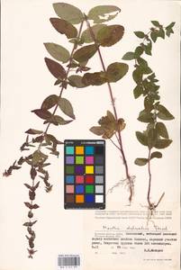 MHA 0 014 891, Mentha × dalmatica Tausch, Eastern Europe, Western region (E3) (Russia)
