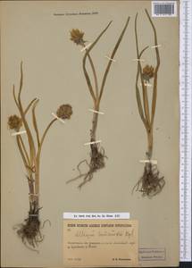 Allium semenovii Regel, Middle Asia, Dzungarian Alatau & Tarbagatai (M5) (Kazakhstan)