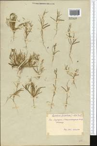 Leptaleum filifolium (Willd.) DC., Middle Asia, Syr-Darian deserts & Kyzylkum (M7) (Uzbekistan)