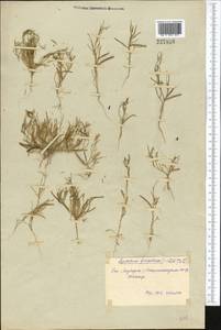 Leptaleum filifolium (Willd.) DC., Middle Asia, Syr-Darian deserts & Kyzylkum (M7) (Uzbekistan)
