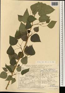 Populus afghanica (Aitch. & Hamsl.) Schneid., South Asia, South Asia (Asia outside ex-Soviet states and Mongolia) (ASIA) (China)