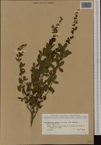 Cytisus nigricans L., Western Europe (EUR) (Italy)