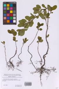 Rhamnus cathartica L., Eastern Europe, Moscow region (E4a) (Russia)