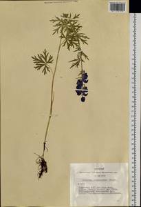 Aconitum ambiguum subsp. baicalense (Turcz. ex Rapaics) Vorosch., Siberia, Altai & Sayany Mountains (S2) (Russia)
