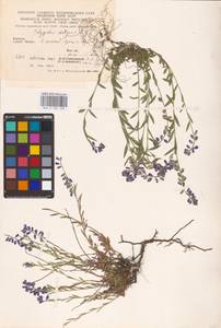 Polygala vulgaris L., Eastern Europe, West Ukrainian region (E13) (Ukraine)