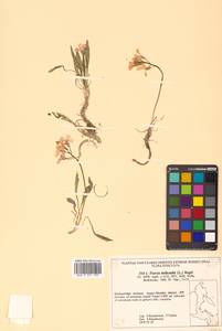 Parrya nudicaulis (L.) Regel, Siberia, Russian Far East (S6) (Russia)