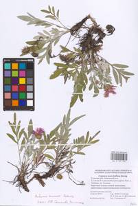 Psephellus marschallianus (Spreng.) K. Koch, Eastern Europe, Central region (E4) (Russia)