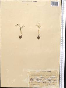 Crocus alatavicus Regel & Semen., Middle Asia, Northern & Central Tian Shan (M4) (Kyrgyzstan)