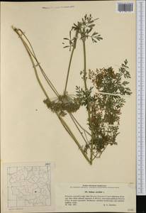 Selinum carvifolia (L.) L., Western Europe (EUR) (Poland)