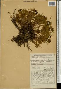 Rhodiola litwinovii A. Boriss., Mongolia (MONG) (Mongolia)