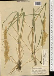 Calamagrostis macrolepis Litv., Mongolia (MONG) (Mongolia)