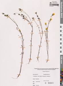 Crepis tectorum L., Siberia, Chukotka & Kamchatka (S7) (Russia)