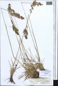 Deschampsia koelerioides Regel, Middle Asia, Northern & Central Tian Shan (M4) (Kyrgyzstan)