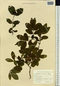 Lonicera chamissoi Bunge, Siberia, Russian Far East (S6) (Russia)