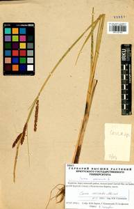 Carex vesicata Meinsh., Siberia, Baikal & Transbaikal region (S4) (Russia)