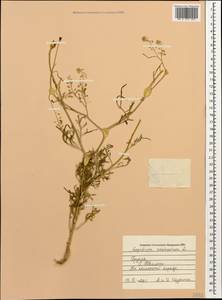 Lepidium vesicarium L., Caucasus, Georgia (K4) (Georgia)