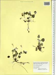 Viola rupestris F. W. Schmidt, Siberia, Baikal & Transbaikal region (S4) (Russia)