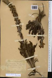 Pedicularis talassica Vved., Middle Asia, Western Tian Shan & Karatau (M3) (Kazakhstan)