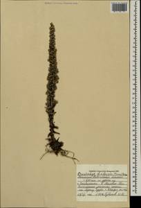 Orostachys fimbriata (Turcz.) A. Berger, Mongolia (MONG) (Mongolia)