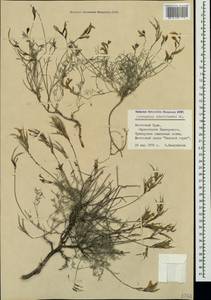 Astragalus subuliformis DC., Crimea (KRYM) (Russia)
