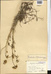 Pseudosedum fedtschenkoanum Boriss., Middle Asia, Pamir & Pamiro-Alai (M2) (Uzbekistan)
