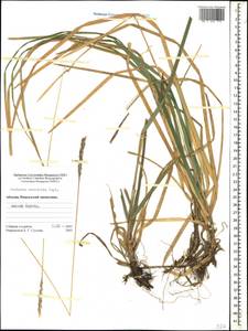 Sesleria alba Sm., Caucasus, Abkhazia (K4a) (Abkhazia)