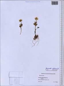 Ranunculus sulphureus Sol. ex J. B. Phipps, Western Europe (EUR) (Svalbard and Jan Mayen)