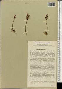 Phedimus obtusifolius (C. A. Mey.) 't Hart, Caucasus, Azerbaijan (K6) (Azerbaijan)