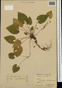Viola alba subsp. dehnhardtii (Ten.) W. Becker, Crimea (KRYM) (Russia)
