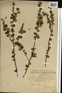 Betula nana L., Eastern Europe, Eastern region (E10) (Russia)