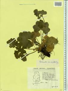 Alchemilla schistophylla Juz., Eastern Europe, Middle Volga region (E8) (Russia)