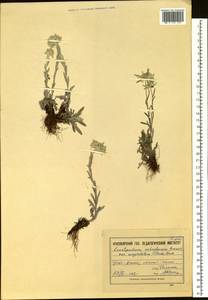 Leontopodium conglobatum (Turcz.) Hand.-Mazz., Siberia, Altai & Sayany Mountains (S2) (Russia)