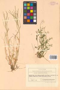 Arabidopsis lyrata subsp. kamchatica (Fisch. ex DC.) O'Kane & Al-Shehbaz, Siberia, Chukotka & Kamchatka (S7) (Russia)