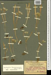 Ornithogalum transcaucasicum Miscz. ex Grossh., Caucasus, Georgia (K4) (Georgia)