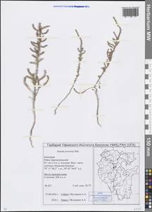 Suaeda prostrata Pall., Eastern Europe, Eastern region (E10) (Russia)