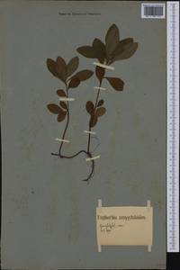 Euphorbia amygdaloides L., Western Europe (EUR) (Germany)